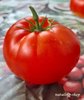 Tomate *Mikado Rot*