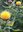 Großköpfige Gelbe Flockenblume