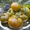 Tomate *Green Moldovan*