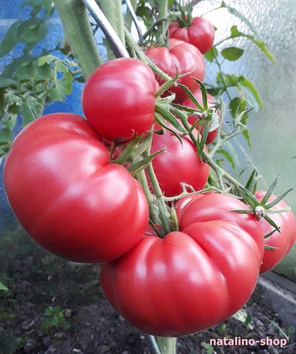 Tomate *Crnkovic Yugoslavian*