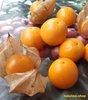 Lucie`s Big Physalis
