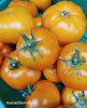 Tomate *Malvika Orange*